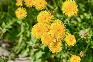 yellow dandelions growing on a lawn illuminated by the sunlight