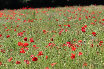 field of red poppies