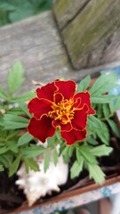 red rose in the garden