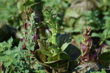 Obraz premium sprouting Salad