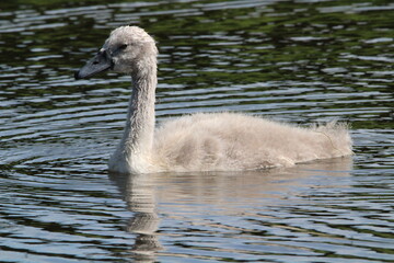 cygnet swimming