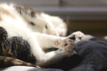 Fototapeta premium Sleeping cat, close-up of the paw. Selective focus.