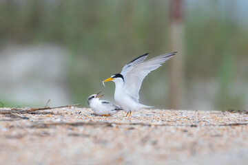 A least tern (Sternula antillarum) parent bringing a fish to its chick. 