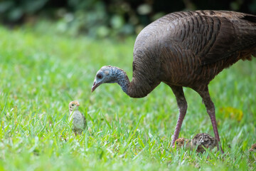 A female mother turkey (Meleagris gallopavo) with a few chicks walking through green grass. 
