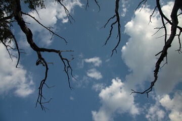 ecology concept - dead branches of a tree against blue cloudy sky