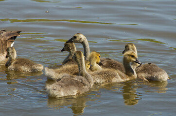 Canadian Goslings in the Water