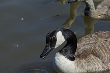 Canada Goose (branta canadensis) in the Water
