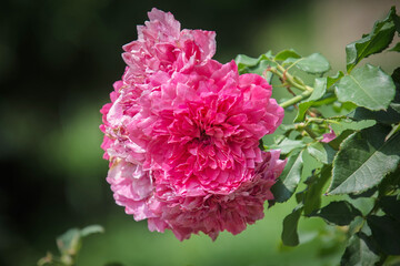 Colorful rose flower close up view