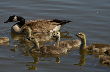 A Canadian Geese Family in the Water
