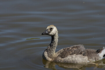Canadian Gosling (branta canadensis) in the Water