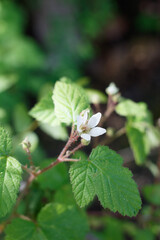 Blooming white terminal determinate staminate cyme inflorescences of Pacific Blackberry, Rubus Ursinus, Rosaceae, native shrub in Ballona Freshwater Marsh, South California Coast, Springtime.