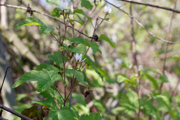 Blooming white terminal determinate staminate cyme inflorescences of Pacific Blackberry, Rubus Ursinus, Rosaceae, native shrub in Ballona Freshwater Marsh, South California Coast, Springtime.