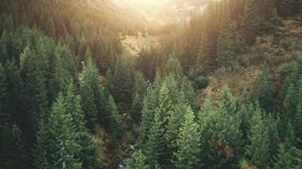 Aerial mountain pine tree forest in sunset light. Nature background. Travel, outdoor, tourism, vacation, holiday, journey. Beautiful wild landscape. Cinematic drone flight shot - Powered by Adobe