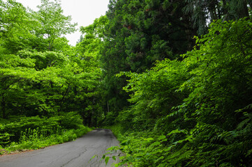 Fototapeta na wymiar 新緑の山の道
