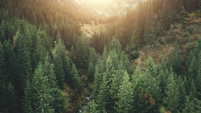 Aerial mountain pine tree forest in sunset light. Nature background. Travel, outdoor, tourism, vacation, holiday, journey. Beautiful wild landscape. Cinematic drone flight shot