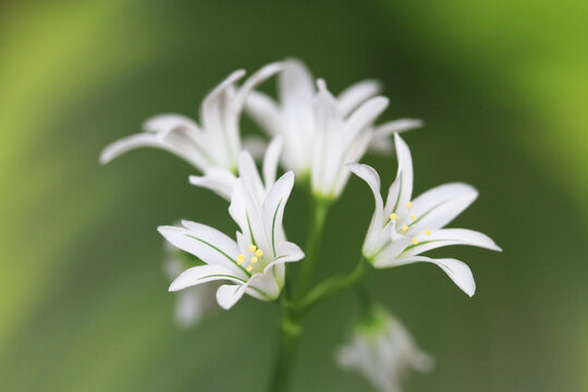 ホスタの背景が美しい三角葱(Allium triquetrum)