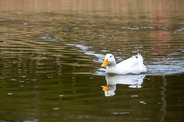 Large white heavy duck also known as America Pekin Duck, Long Island Duck, Pekin Duck, Aylesbury Duck, Anas platyrhynchos domesticus