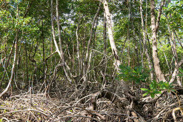Wild rainforest landscape with mangrove trees growing in water, Samana bay, Dominican Republic