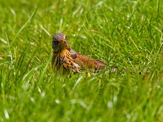 The fieldfare (Turdus pilaris) on the grass. Close-up on fieldfare in the park.
