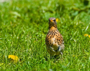 The fieldfare (Turdus pilaris) on the grass. Close-up on fieldfare in the park.
