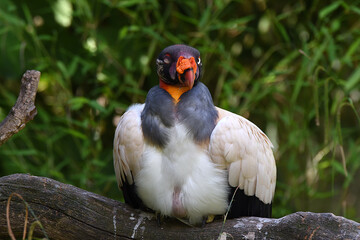 Königsgeier, Geier