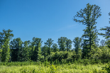 Wiederaufforstung im Mischwald