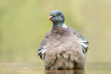 Common Wood Pigeon (Columba palumbus) taking a bath in forest of Overijssel in the Netherlands.  