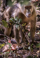 Zambian baboons