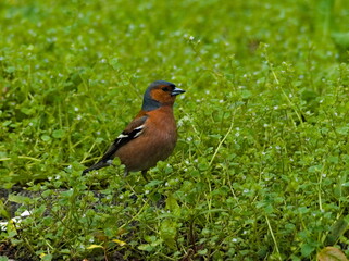The common chaffinch (Fringilla coelebs). Chaffinch on a branch. Small song bird on a branch.