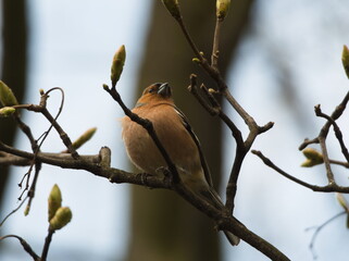 The common chaffinch (Fringilla coelebs). Chaffinch on a branch. Small song bird on a branch.