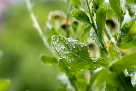 water drops on a green leaf