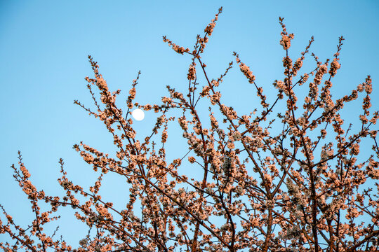 flowering tree
