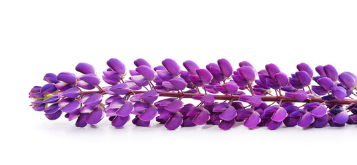 Purple beautiful lupine.