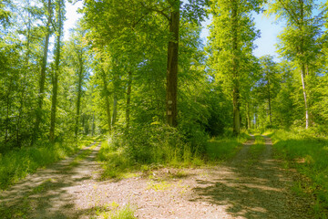 Fototapeta premium Waldweg durch den Mischwald