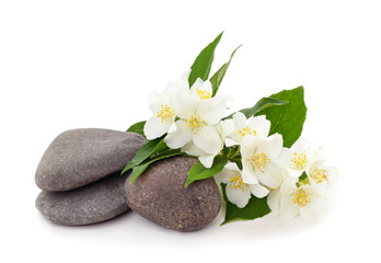 White jasmine with pebbles.