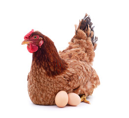 Brown chicken with an egg.