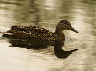 The mallard (Anas platyrhynchos). Duck in the pond. Swiming duck 