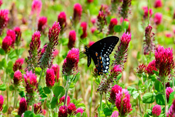This lone Eastern Black Swallowtail butterfly has discovered this field of Crimson Clover and is making the most of the opportunity.