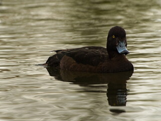 The tufted duck (Aythya fuligula). Duck in the pond. Swiming duck