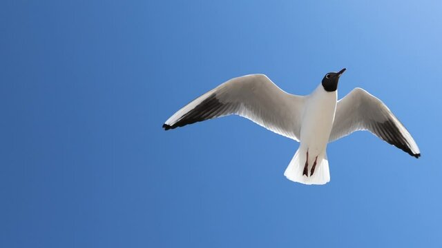 A white seagull hover soaring in the summer blue sky, bird flying in sky over coast of Baltic Sea. Stop Motion