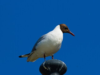 Obraz premium The black-headed gull (Chroicocephalus ridibundus). Seagull on a sky background