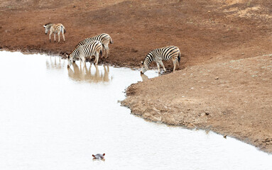 Zebra herd [equus quagga] at the waterhole with Hippo's head visible in Africa