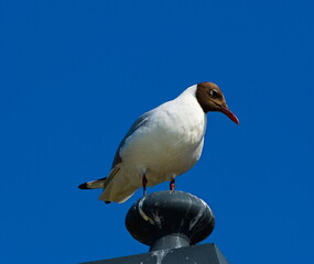 The black-headed gull (Chroicocephalus ridibundus). Seagull on a sky background