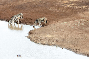 Fototapeta na wymiar Zebra herd [equus quagga] at the waterhole with Hippo's head visible in Africa