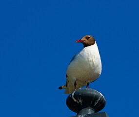 Obraz premium The black-headed gull (Chroicocephalus ridibundus). Seagull on a sky background