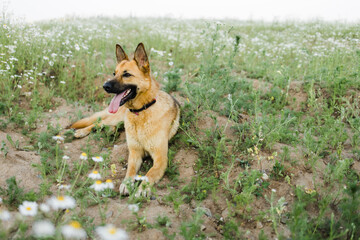Naklejka na ściany i meble Chamomile field in a picturesque valley. A shepherd dog is lying on the field.
