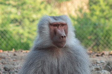 monkey sitting on the ground