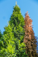 Geschädigte Thuja Pflanzen