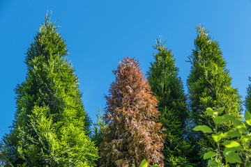 Geschädigte Thuja Pflanzen