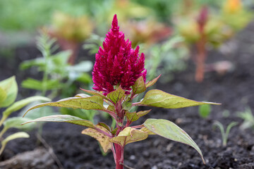 garden flower Celosia in natural conditions close-up